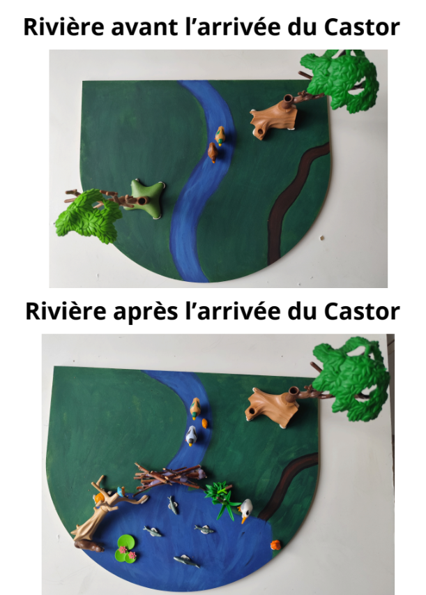 Bâche traces et indices de castor